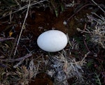 Antarctic prion | Totorore. Egg. Ile aux Cochons, Iles Kerguelen, January 2016. Image © Colin Miskelly by Colin Miskelly.