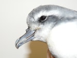 Antarctic prion | Totorore. Adult. Wellington Zoo, July 2011. Image © Alan Tennyson by Alan Tennyson.