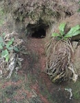 Antarctic prion | Totorore. Burrow. Davis Island, Auckland Islands, January 2018. Image © Colin Miskelly by Colin Miskelly.