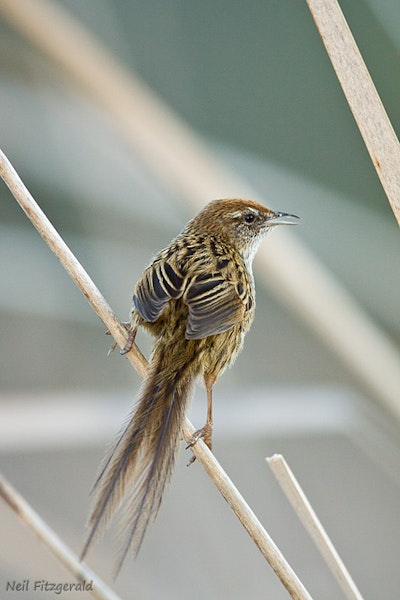 Fernbird | Mātātā. North Island fernbird. Tokaanu, Lake Taupo, Waikato, September 2009. Image © Neil Fitzgerald by Neil Fitzgerald.