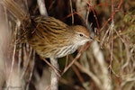 Fernbird | Mātātā. North Island fernbird. Rangitaiki Conservation Area, Bay of Plenty, May 2006. Image © Neil Fitzgerald by Neil Fitzgerald.