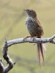 Fernbird | Mātātā. Adult North Island fernbird. Ngunguru wetland, January 2021. Image © Scott Brooks (ourspot) by Scott Brooks.