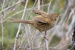 Fernbird | Mātātā. Juvenile South Island fernbird, showing small wing size. Mangarakau wetlands, Golden Bay, December 2016. Image © Rob Lynch by Rob Lynch.