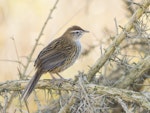 Fernbird | Mātātā. Adult male South Island fernbird. Lake Waipori, May 2020. Image © Oscar Thomas by Oscar Thomas.