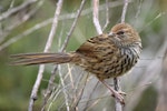 Fernbird | Mātātā. Juvenile South Island fernbird. Mangarakau wetlands, Golden Bay, December 2016. Image © Rob Lynch by Rob Lynch.