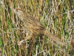 Fernbird | Mātātā. Adult South Island fernbird moving through reeds. Okarito, October 2016. Image © Scott Brooks (ourspot) by Scott Brooks.