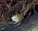 Fernbird | Mātātā. Adult Stewart Island fernbird. Big Island, Stewart Island. Image © Department of Conservation (image ref: 10042632) by Rod Morris, Department of Conservation.