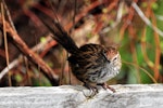 Fernbird | Mātātā. Adult North Island fernbird. Tiritiri Matangi Island, April 2010. Image © Cheryl Marriner by Cheryl Marriner.