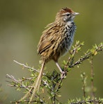 Fernbird | Mātātā. Adult male North Island fernbird/matata in saltmarsh ribbonwood bush. Harbourview reserve, Te Atatu Peninsula, January 2014. Image © Jeremy Painting by Jeremy Painting.