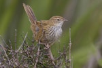 Fernbird | Mātātā. Juvenile South Island fernbird. Awarua Bay, March 2012. Image © Glenda Rees by Glenda Rees.