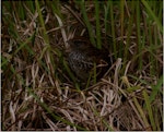 Fernbird | Mātātā. Adult Codfish Island fernbird leaving nest. Whenua Hou / Codfish Island, December 2011. Image © Colin Miskelly by Colin Miskelly.