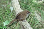 Fernbird | Mātātā. Adult Snares Island fernbird. Snares Islands, December 1986. Image © Colin Miskelly by Colin Miskelly.