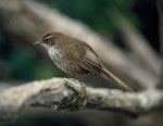 Fernbird | Mātātā. Adult Snares Island fernbird. Snares Islands, November 1983. Image © Department of Conservation (image ref: 10034146) by Rod Morris, Department of Conservation.