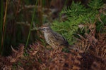 Fernbird | Mātātā. Adult Stewart Island fernbird carrying insects to young. Ruapuke Island, Foveaux Strait, December 2012. Image © Colin Miskelly by Colin Miskelly.