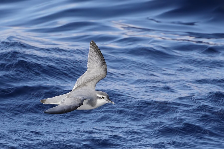 Thin-billed prion | Korotangi. Juvenile in flight. 50 km off Port Fairy, Victoria, Australia, April 2021. Image © Ian Wilson by Ian Wilson.