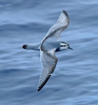 Thin-billed prion | Korotangi. Adult in flight (dorsal). Drake Passage, December 2006. Image © Nigel Voaden by Nigel Voaden.