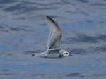 Thin-billed prion | Korotangi. Adult in flight. Drake Passage, December 2006. Image © Nigel Voaden by Nigel Voaden.