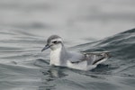 Thin-billed prion | Korotangi. Adult on water. Offshore Kawhia, August 2018. Image © Oscar Thomas by Oscar Thomas.