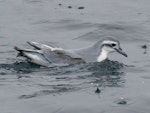 Thin-billed prion | Korotangi. Adult. Offshore Kawhia, August 2018. Image © Scott Brooks (ourspot) by Scott Brooks.