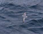 Thin-billed prion | Korotangi. Adult in flight. Off north coast of Kerguelen Islands, December 2015. Image © Colin Miskelly by Colin Miskelly.