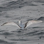 Thin-billed prion | Korotangi. Adult. At sea off Port Stephens, New South Wales, August 2016. Image © Dick Jenkin by Dick Jenkin.