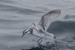 Thin-billed prion | Korotangi. Adult feeding. Offshore Kawhia, August 2018. Image © Oscar Thomas by Oscar Thomas.