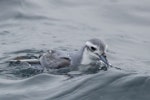 Thin-billed prion | Korotangi. Adult on water. Offshore Kawhia, August 2018. Image © Oscar Thomas by Oscar Thomas.