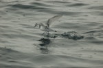 Thin-billed prion | Korotangi. Adult. Offshore Kawhia, August 2018. Image © David Riddell by David Riddell.