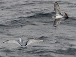 Thin-billed prion | Korotangi. Adult, with fairy prion to right. At sea off Port Stephens, New South Wales, August 2016. Image © Dick Jenkin by Dick Jenkin.