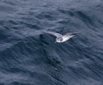 Thin-billed prion | Korotangi. Adult in flight. Off north coast of Kerguelen Islands, December 2015. Image © Colin Miskelly by Colin Miskelly.