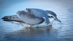 Thin-billed prion | Korotangi. Crouched on beach after storm. Ninety Mile Beach, July 2018. Image © Les Feasey by Les Feasey.