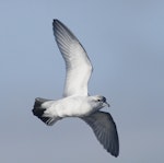 Fairy prion | Tītī wainui. In flight, ventral. Off Snares Islands, April 2013. Image © Phil Battley by Phil Battley.