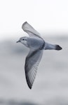 Fairy prion | Tītī wainui. In flight, dorsal. Off Snares Islands, April 2013. Image © Phil Battley by Phil Battley.