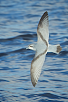 Fairy prion | Tītī wainui. Adult in flight, dorsal. Whangaroa pelagic chum spot, June 2014. Image © Les Feasey by Les Feasey.