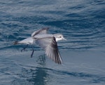 Fairy prion | Tītī wainui. Adult in flight. Off Brothers Islands, Cook Strait, October 2019. Image © Colin Miskelly by Colin Miskelly.