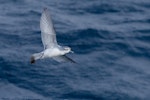 Fairy prion | Tītī wainui. Adult in flight, ventral view. At sea off the Snares Islands, January 2018. Image © Mark Lethlean by Mark Lethlean.