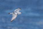 Fairy prion | Tītī wainui. Adult in flight. At sea off Antipodes Island, November 2016. Image © Edin Whitehead by Edin Whitehead.