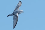 Fairy prion | Tītī wainui. Adult in flight. At sea off Antipodes Island, November 2016. Image © Edin Whitehead by Edin Whitehead.