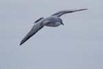 Fairy prion | Tītī wainui. Juvenile in fresh plumage flying near the shore. Foxton Beach, January 2017. Image © imogenwarrenphotography.net by Imogen Warren.