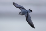 Fairy prion | Tītī wainui. Juvenile in fresh plumage flying near the shore. Foxton Beach, January 2017. Image © imogenwarrenphotography.net by Imogen Warren.