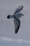 Fairy prion | Tītī wainui. Juvenile in fresh plumage flying near the shore. Foxton Beach, January 2017. Image © imogenwarrenphotography.net by Imogen Warren.