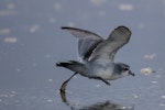 Fairy prion | Tītī wainui. Juvenile in fresh plumage taking off from the tideline. Foxton Beach, January 2017. Image © imogenwarrenphotography.net by Imogen Warren.