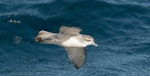 Fairy prion | Tītī wainui. In flight. Off Poor Knights Islands at sea, July 2018. Image © Les Feasey by Les Feasey.