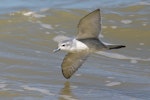 Fairy prion | Tītī wainui. Fledgling in flight. Tasman Bay, January 2018. Image © Rob Lynch by Rob Lynch.