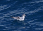 Fairy prion | Tītī wainui. Adult on water. Off Brothers Islands, Cook Strait, October 2019. Image © Colin Miskelly by Colin Miskelly.