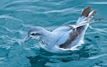 Fairy prion | Tītī wainui. Adult on water, feeding. Bay of Islands, July 2013. Image © Les Feasey by Les Feasey.