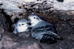 Fairy prion | Tītī wainui. Adult pair in nest cavity. Mangere Island, Chatham Islands, November 1976. Image © Department of Conservation (image ref: 10031381) by Rod Morris, Department of Conservation.