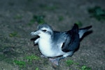 Fairy prion | Tītī wainui. Adult. Mangere Island, Chatham Islands, October 1981. Image © Department of Conservation (image ref: 10033321) by Dave Crouchley, Department of Conservation.