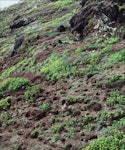 Fairy prion | Tītī wainui. Breeding burrows. North Brother Island, Cook Strait, November 1998. Image © Colin Miskelly by Colin Miskelly.