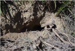 Fairy prion | Tītī wainui. Burrow entrance. Mana Island, October 2012. Image © Colin Miskelly by Colin Miskelly.